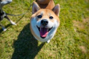笑顔の柴犬